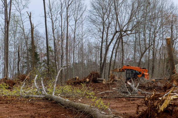 Best Tree Removal  in Ephrata, WA